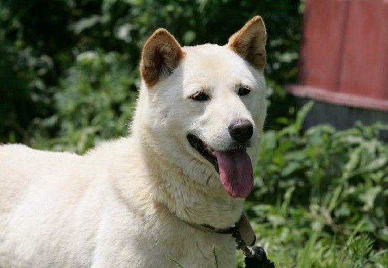  p>珍岛犬是过去 a href="#" data-lemmaid="3826">石器时代 /a>人们