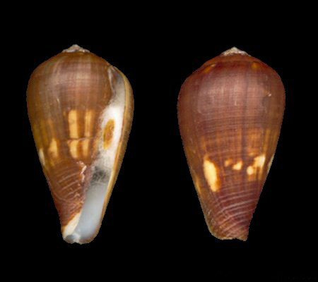  p>属热带地区的贝类,喜欢生活在温暖的水域中,栖息的环境从沙岸,泥岸