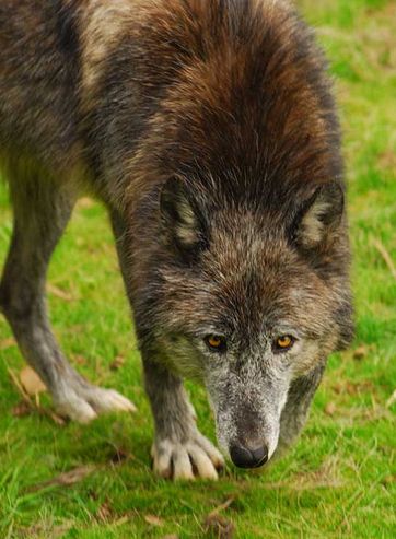  p>阿拉斯加内陆狼是体型很大的狼亚种,从鼻尖到 a target="_blank"