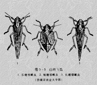 稻飞虱是同翅目飞虱科昆虫
