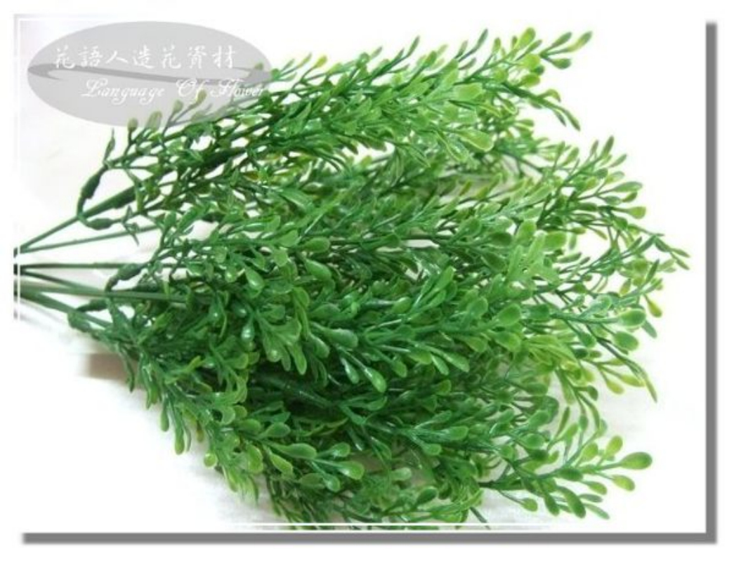 茶叶草