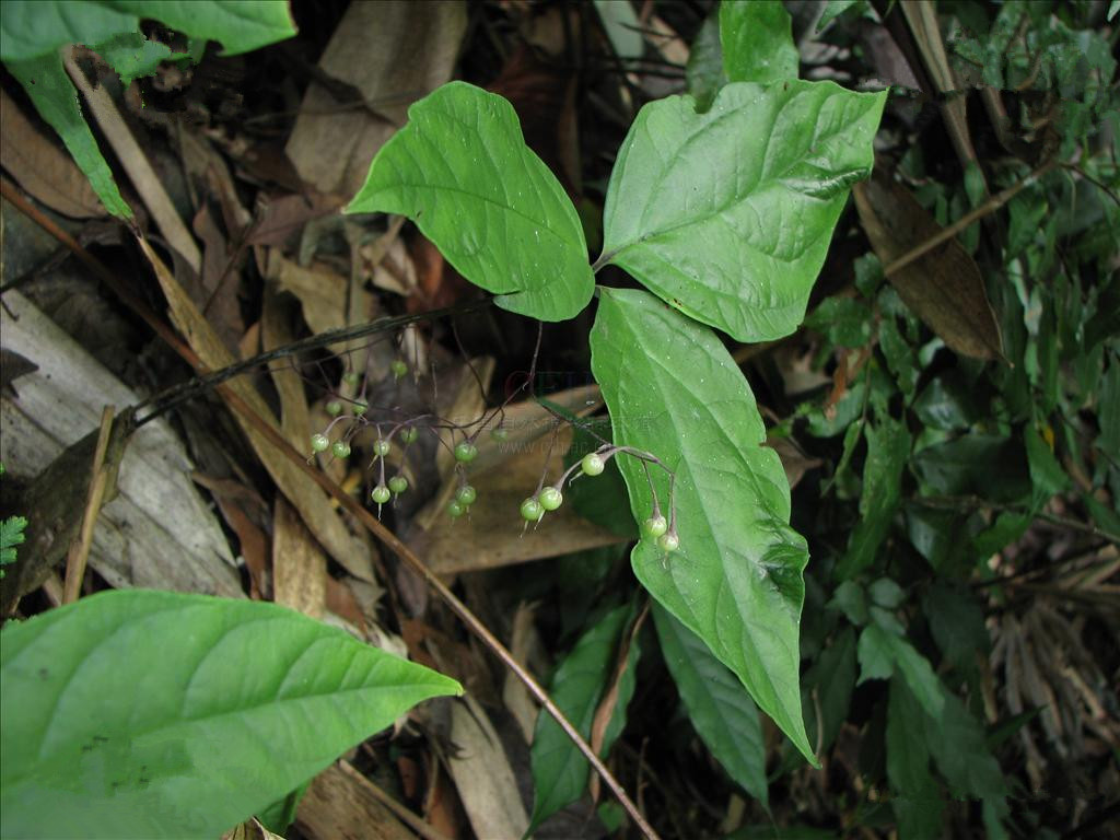  p>三叶香草(学名:lysimachia insignis)为 a href="#" data-lemmaid=