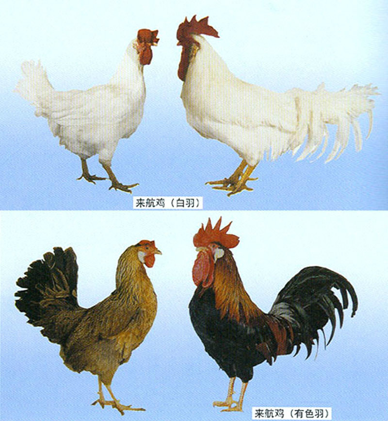 ="ref" data-ctrid="tiulgjzwwnwg">来航鸡,是雉科原鸡属的蛋用鸡品种