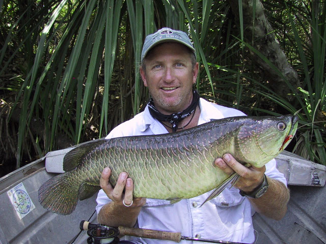  p>澳大利亚肺鱼(neoceratodus forsteri)又称澳洲肺鱼,昆士兰肺鱼,为