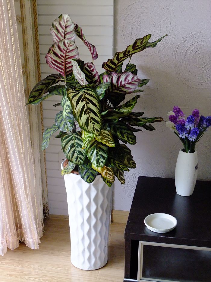  p>孔雀竹芋(学名: i>calathea makoyana  /i>e. morr.