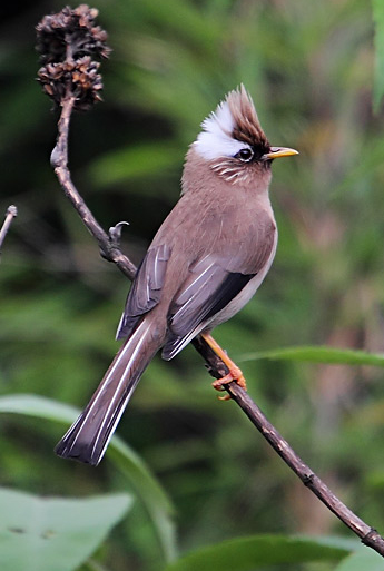  p>白领凤鹛(学名: i>yuhina diademata /i>)是画眉科的一类动物.