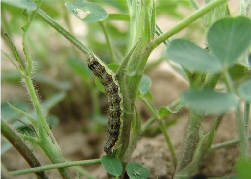 幼虫吐丝卷缀叶片,在卷叶内啃食叶肉;只剩叶脉,影响结荚.
