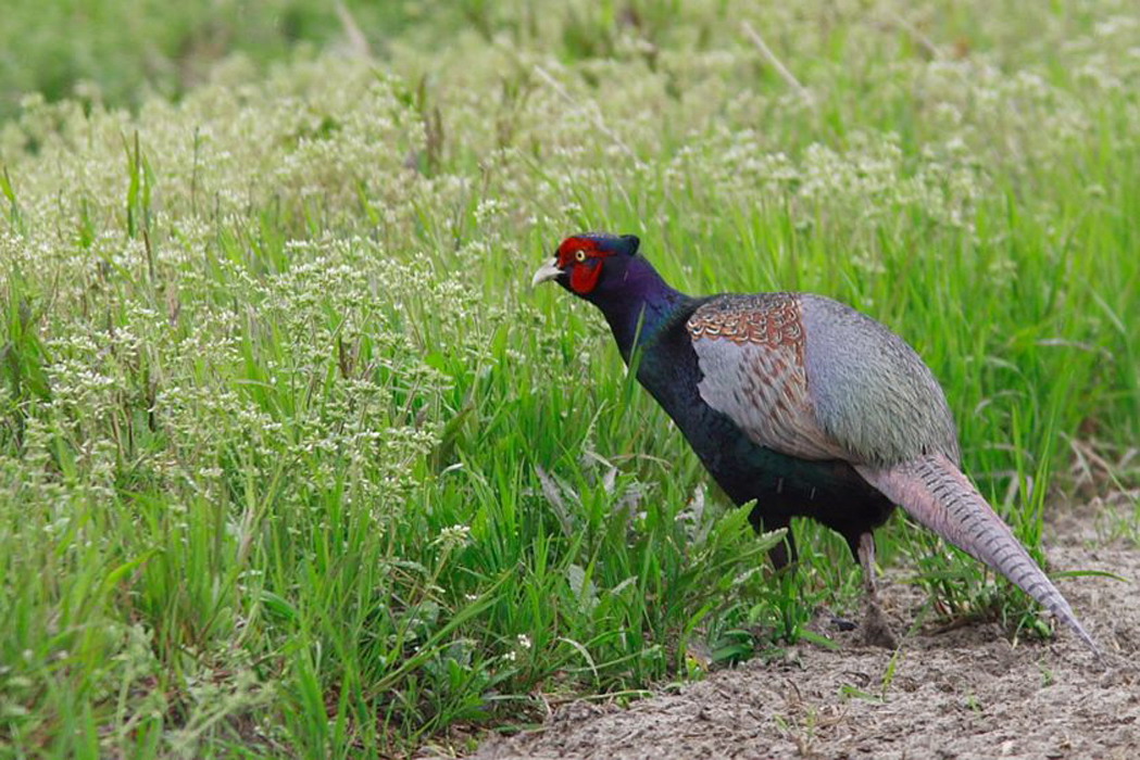  p>绿雉(学名: i>phasianus versicolor /i>)