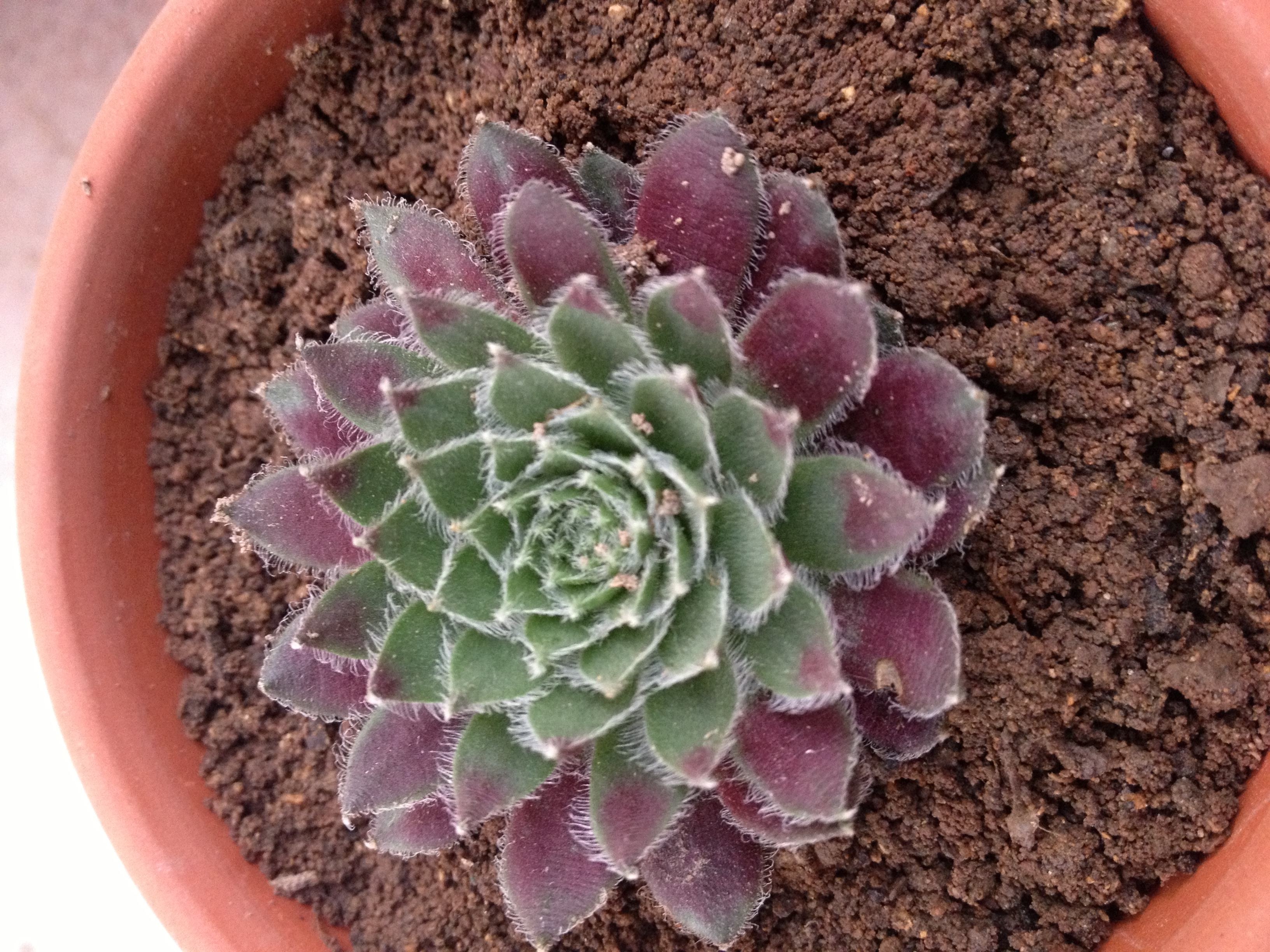  p data-id="tbsf6flo77tl">紫牡丹是景天科长生草属草本植物.