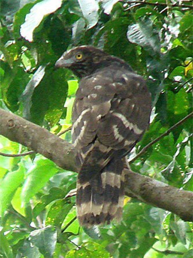 infuscatus)为鹰科黑长尾鵟属的 a target="_blank" href="/item/鸟类