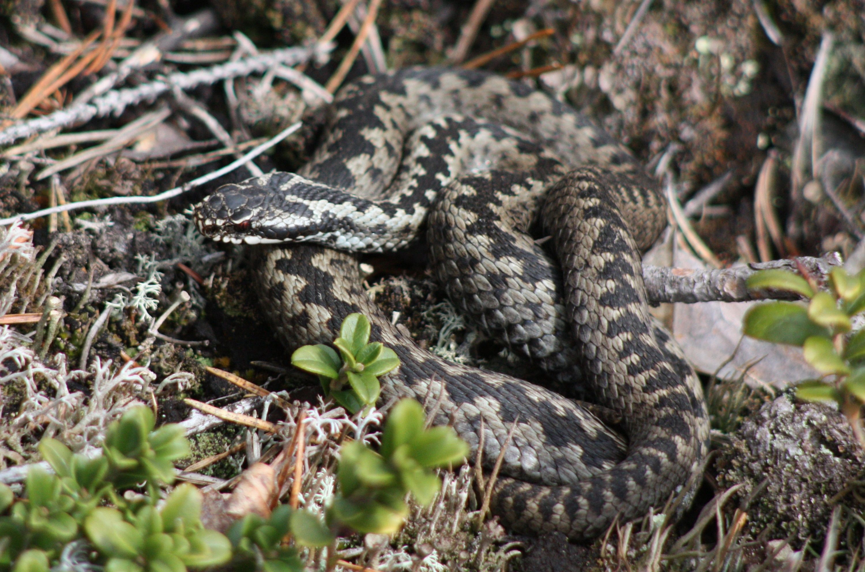 vipera  berus