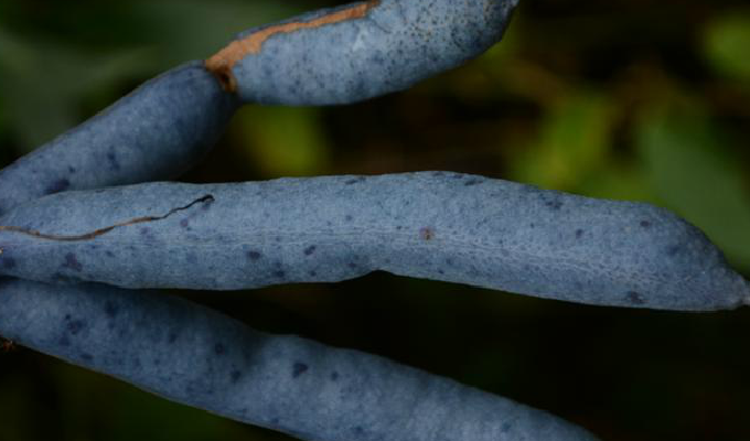  p>猫儿屎属(学名:decaisnea hook. f. et thoms. ,decaisnea hook.