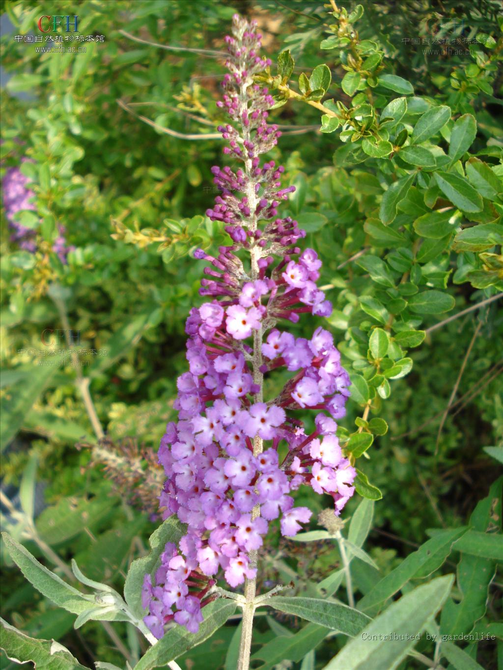 d. hooker et thomson)是马钱科,醉鱼草属半常绿灌木.