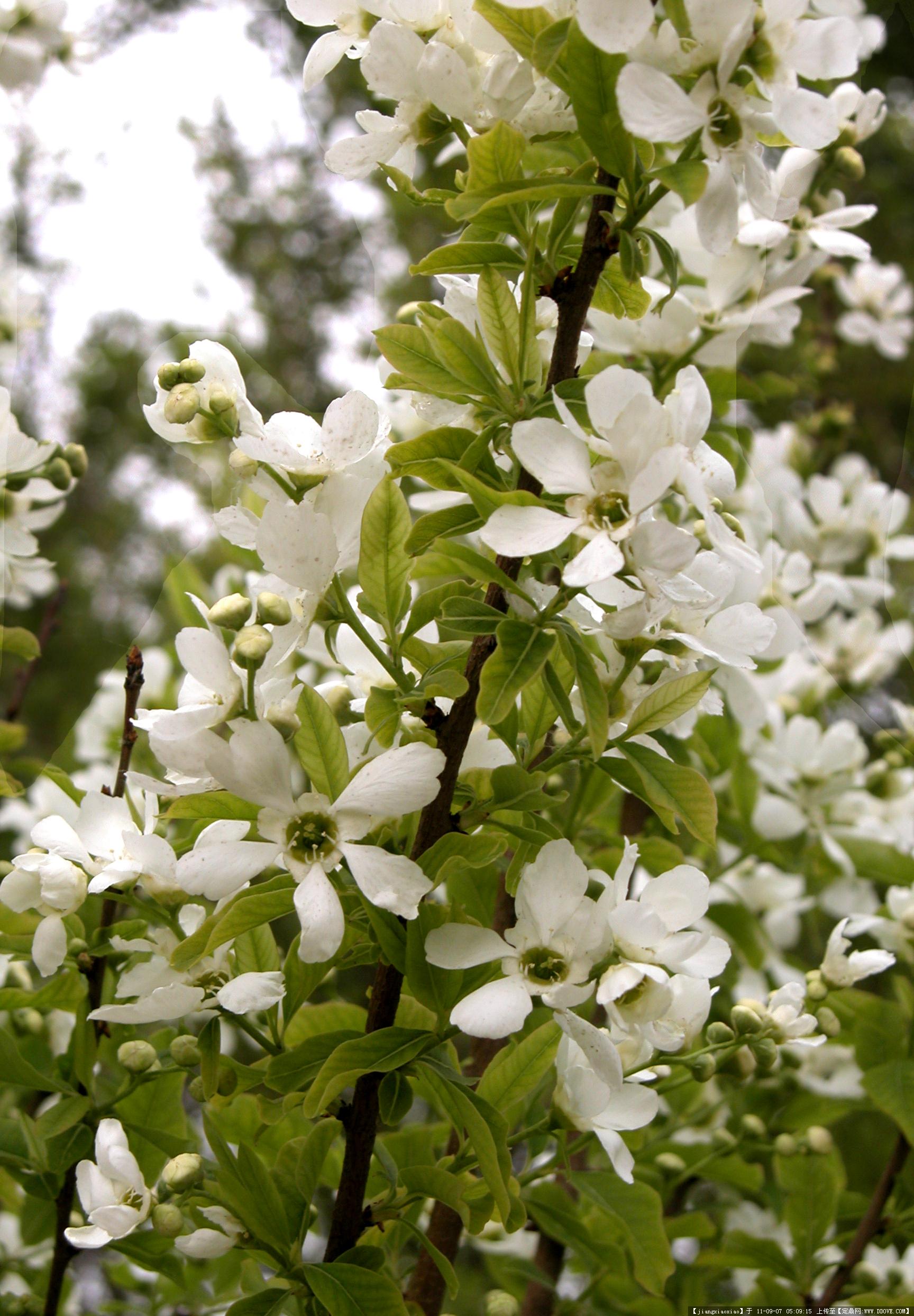 rehd.):又名茧子花,九活头,金瓜果等,是蔷薇科白鹃梅属灌木.