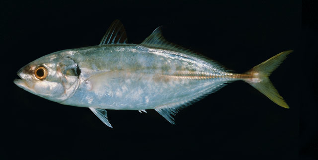  p>游鳍叶鲹, i>atule mate  /i>(cuvier, 1833), a href="#">鲹科 /a