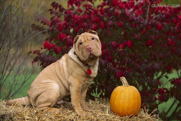 沙皮犬,英文名 sharpei,产于中国广东南海大沥镇一带,是世界名种斗狗