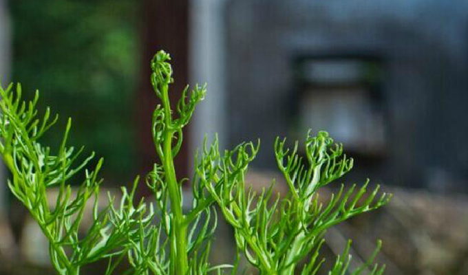  p>粗梗水蕨(学名: i>ceratopteris pteridoides /i> (hook.) hieron.