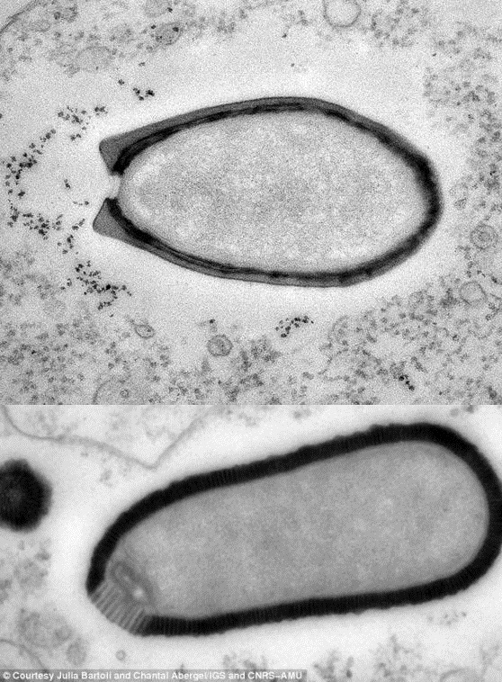 西伯利亚阔口病毒
