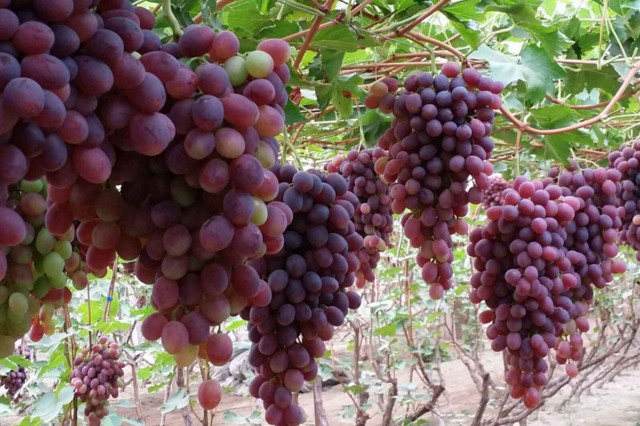 张掖葡萄