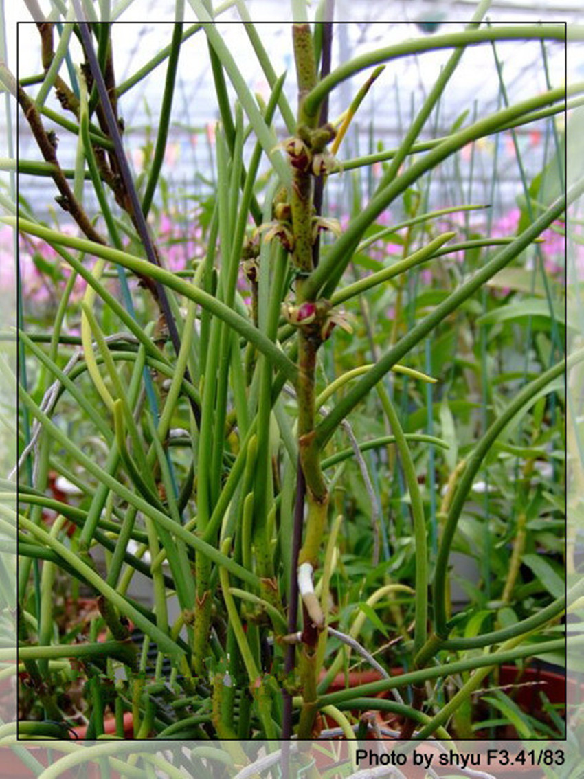  p>棒叶兰,属原生兰花品种,植物学名叉子股,棒叶兰这个兰名是云南养兰
