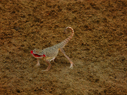  p>大耳沙蜥(学名: i>phrynocephalus mystaceus, /i>)为鬣蜥科沙蜥属