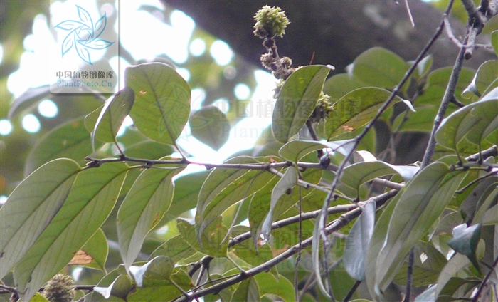  p>红背甜槠(学名:castanopsis eyrei (champ.) tutch.