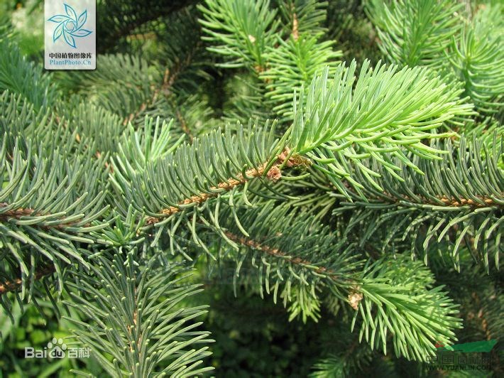 青海云杉贺兰山群体