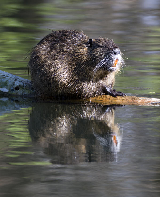 myocastor coypus