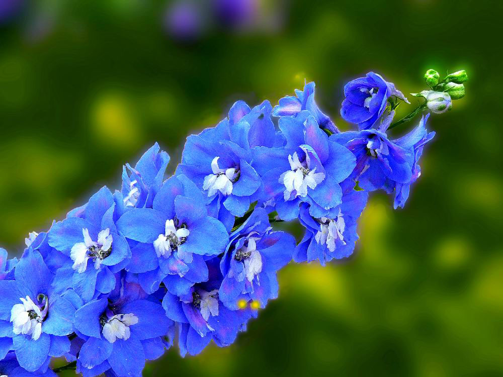  p>白蓝翠雀花(学名: i>delphinium albocoeruleum /i> maxim.