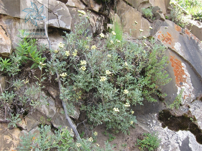  p> b>细叶亚菊 /b>(学名: i>ajania tenuifolia /i>)为菊科亚菊属的