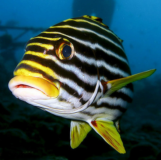  p>条斑胡椒鲷(学名: i>plectorhinchus vittatus /i>):一种热带地区