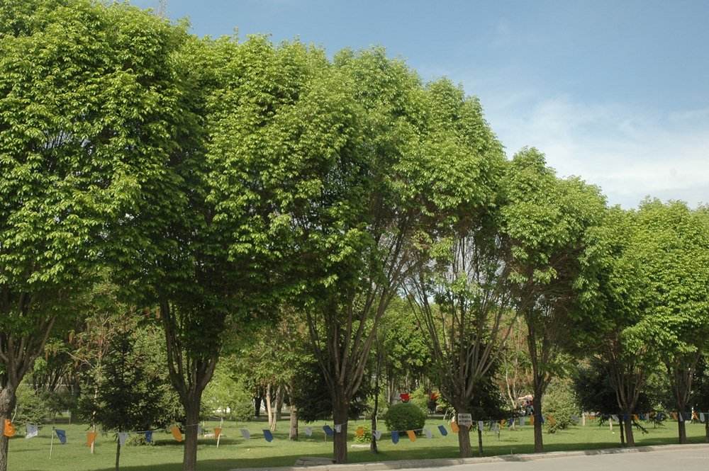  p>花曲柳(学名: i>fraxinus rhynchophylla /i> hance)是木犀科梣属