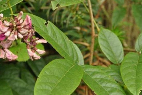 是蝶形花科下一个属,木质藤本;羽状3小叶,有小托叶;花小或中等大