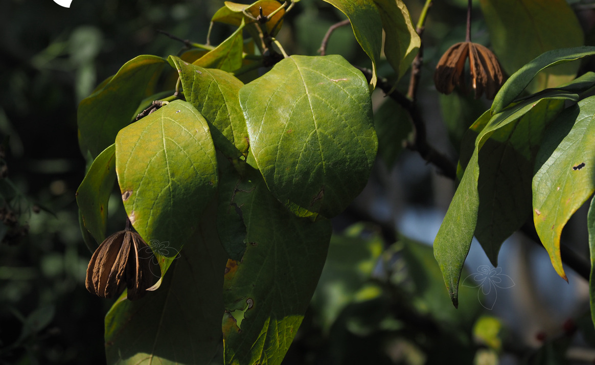 是锦葵科梭罗树属的乔木.