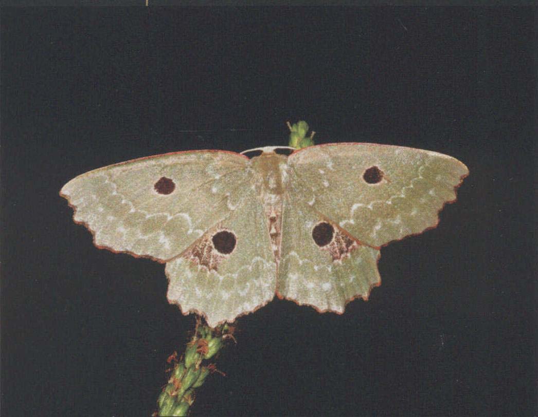 眼点小纹尺蛾四川亚种