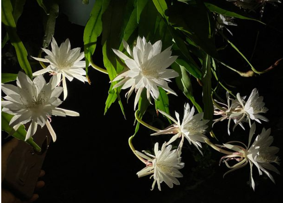 阳台养花，就选“小叶昙花”，耐阴好养，丰花勤花，值得养护_百科TA说