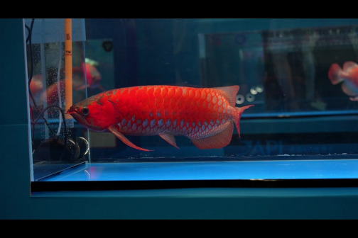 红龙鱼