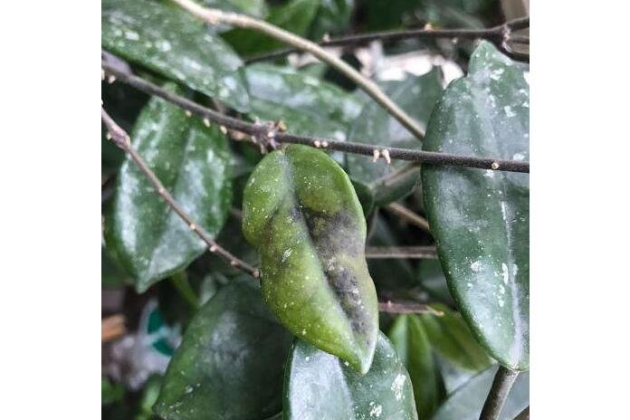 href="/item/油茶/6006" data-lemmaid="6006">油茶 /a>的病害