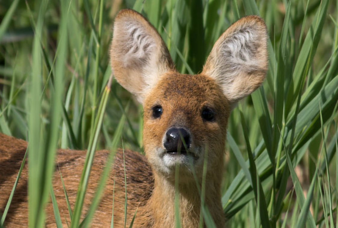  p>獐(学名: i>hydropotes inermis /i>):是偶蹄目,鹿科的 a href="#"