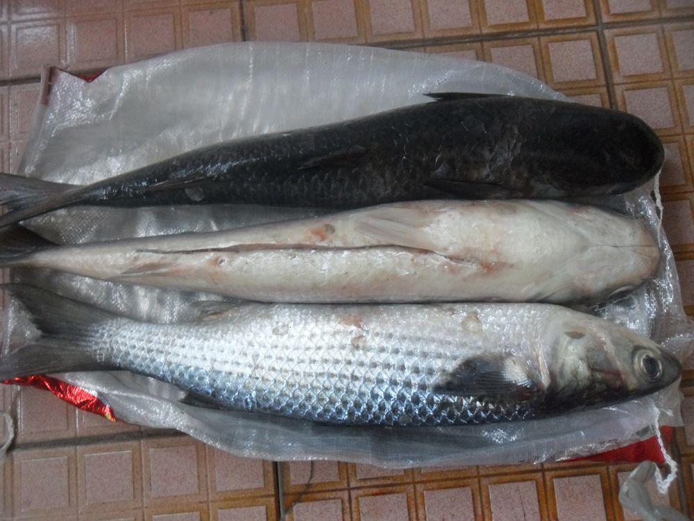 鲻鱼(鲻鱼图片大全大图)