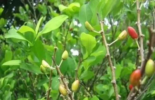 古柯，它们到底是罪恶之源还是生命之花？_百科TA说