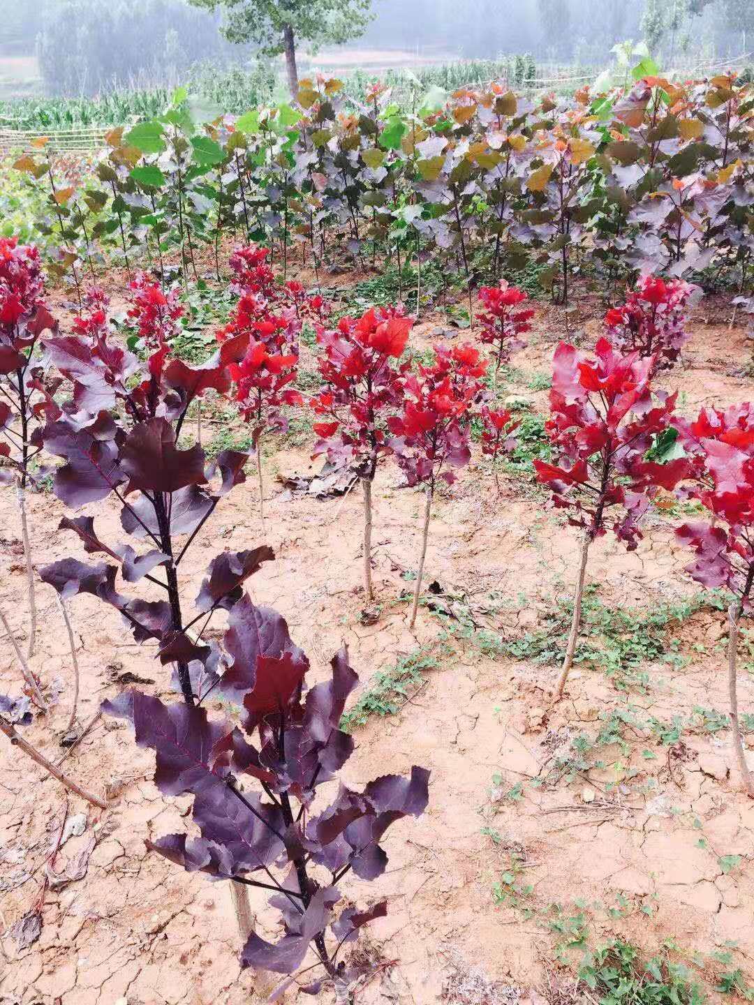  p>靓红杨是第五代中华红叶杨 sup class="normal">&nbsp; /sup>.