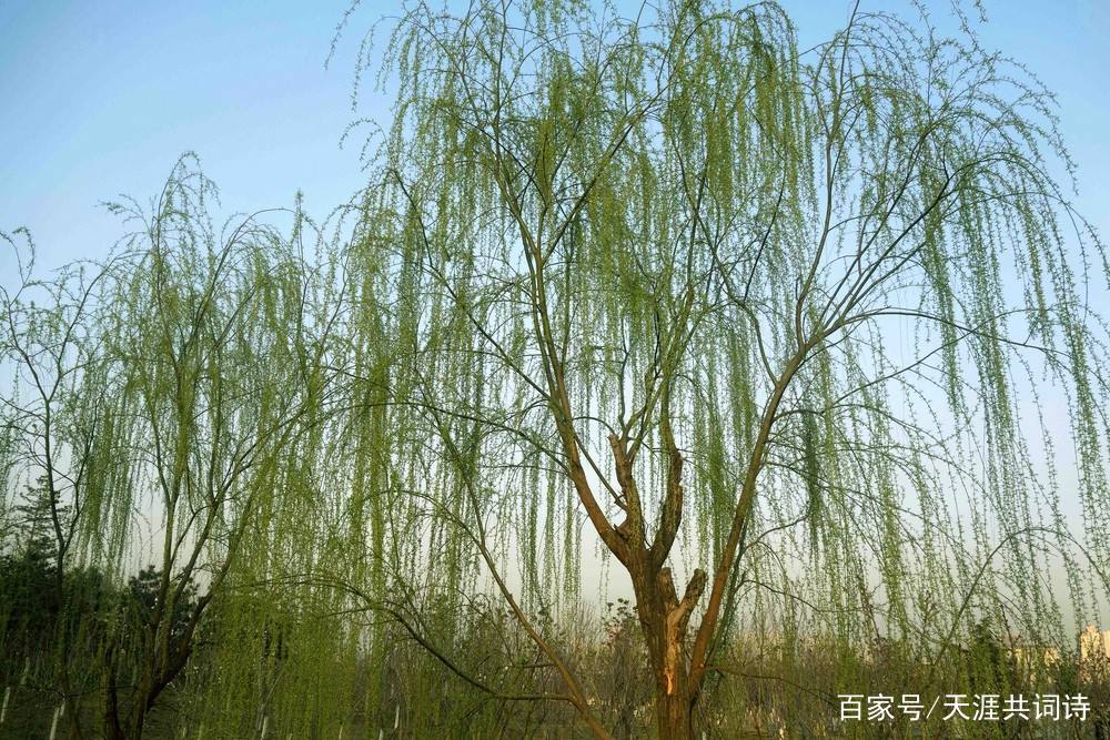 贺知章最经典的一首诗，咏柳颂春，句句绝唱，百读不厌，如沐春风_百科TA说