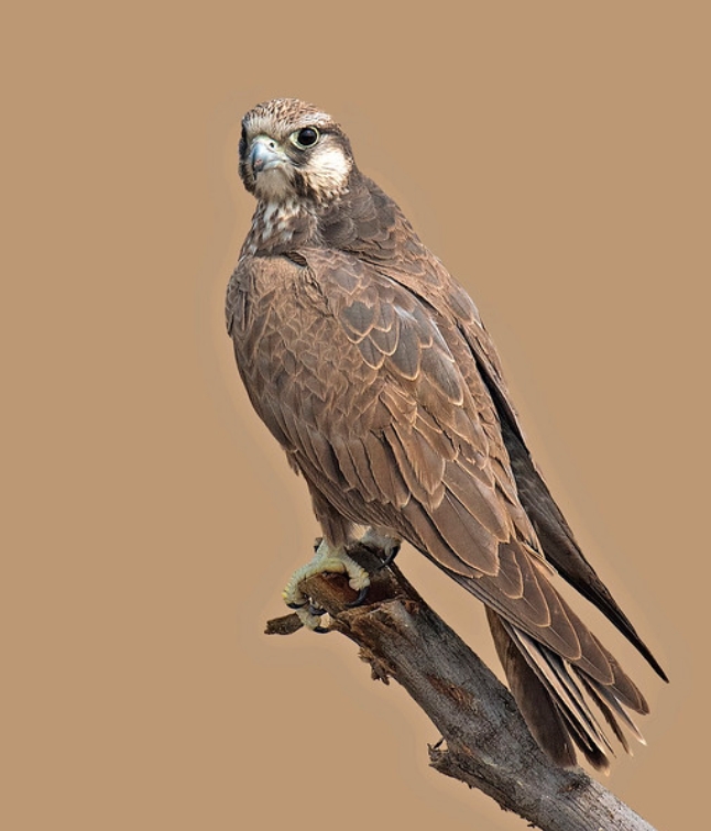  p>印度猎隼(学名: i>falco jugger /i>):是隼科,隼属的一种中型猛禽.