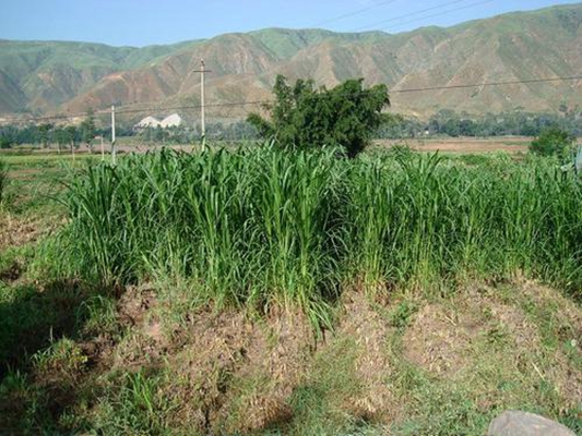 4)是禾本科,假福王草属多年生草本植物,是象草和御谷的杂交品种.