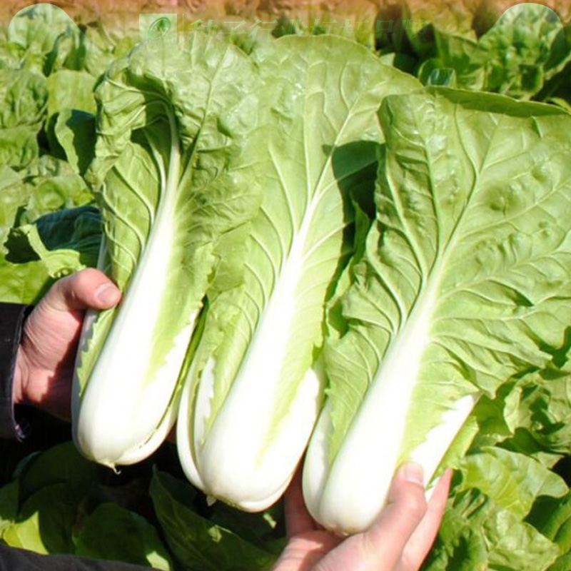 胶研四季小白菜