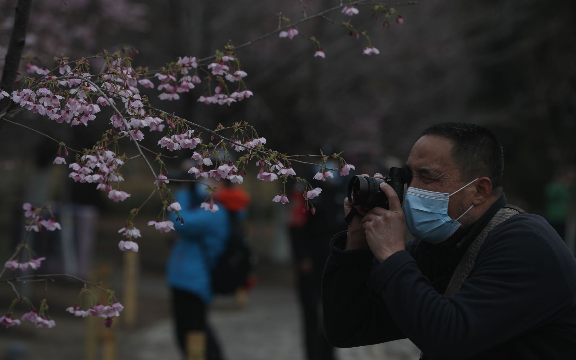 玉渊潭公园樱花鲁冰花花卉联展3月日开幕 百科ta说