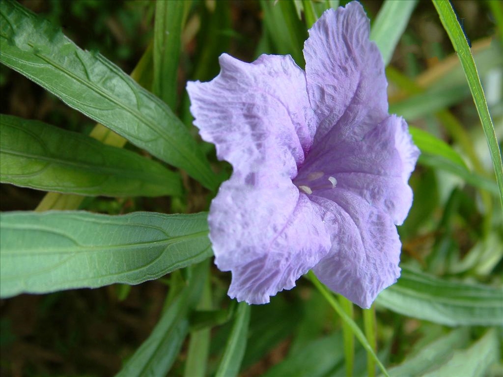 蓝花草