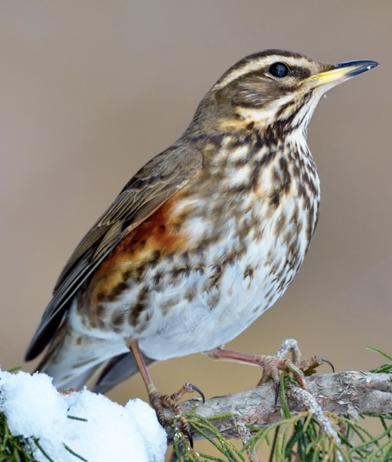  p>欧歌鸫(学名: i>turdus philomelos /i>)是鸫科,鸫属型鸟类,体长22