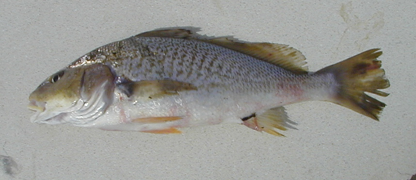  p>同乐鱼即石首鱼,是 a target="_blank" href=